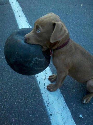 chien au ballon.jpg