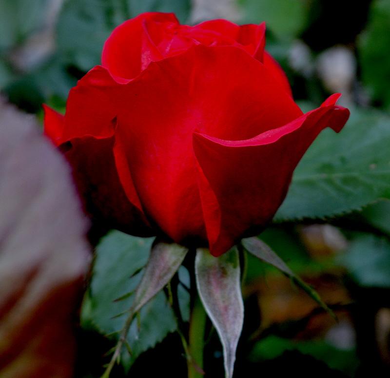 rose rouge.jpg
