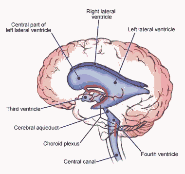 ventricules.gif