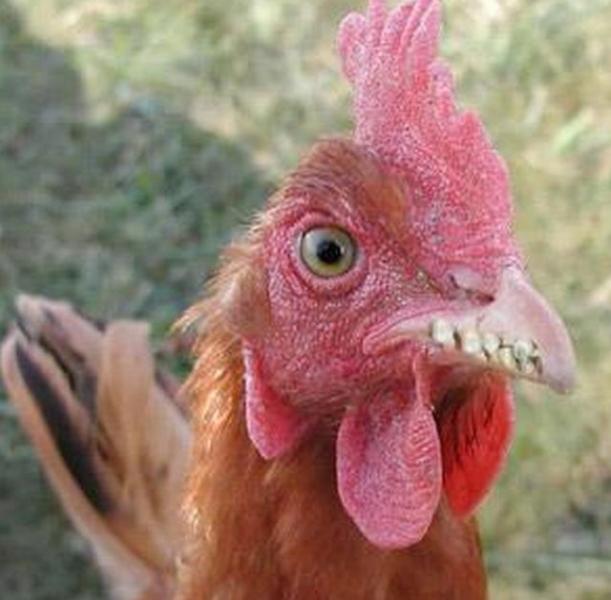 poule_dents.jpg