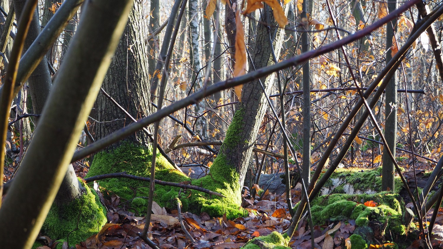 Ballade en forêt déc16