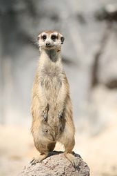 Suricate.jpg