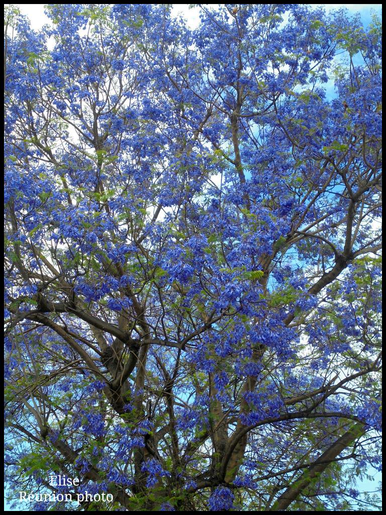 Jacarandas La Réunion.jpg