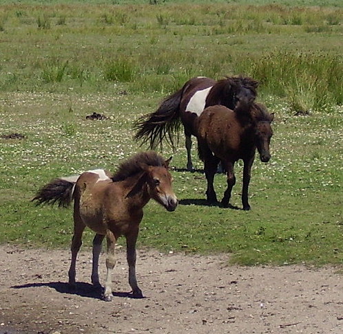 poneys.jpg