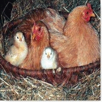 famille poule.jpg