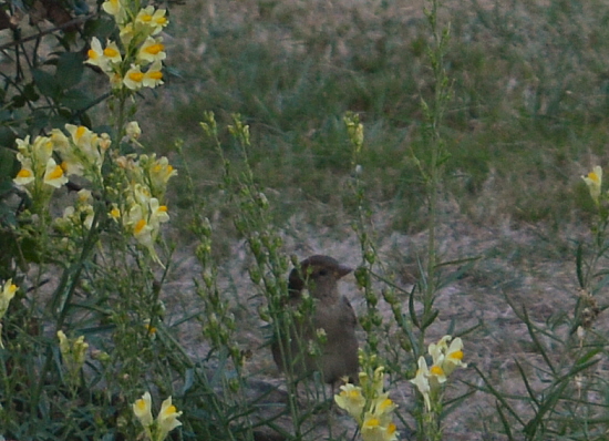 moineau.jpg