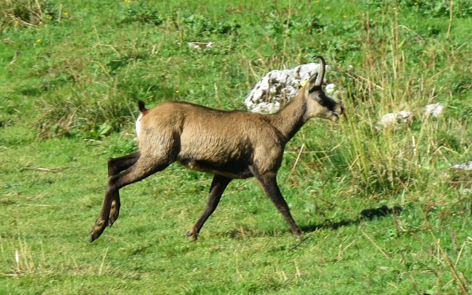 Chamois 2.jpg