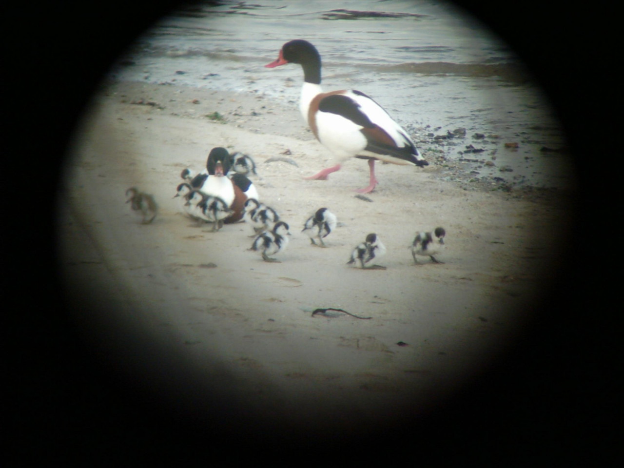 famille Tadorne.JPG