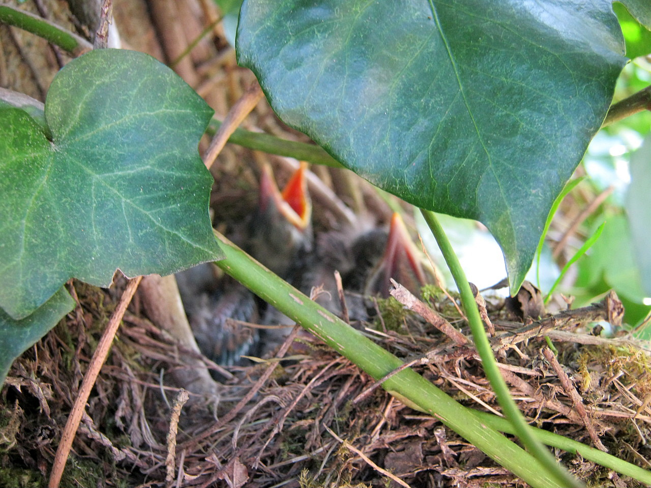 naissance des oiseaux.JPG