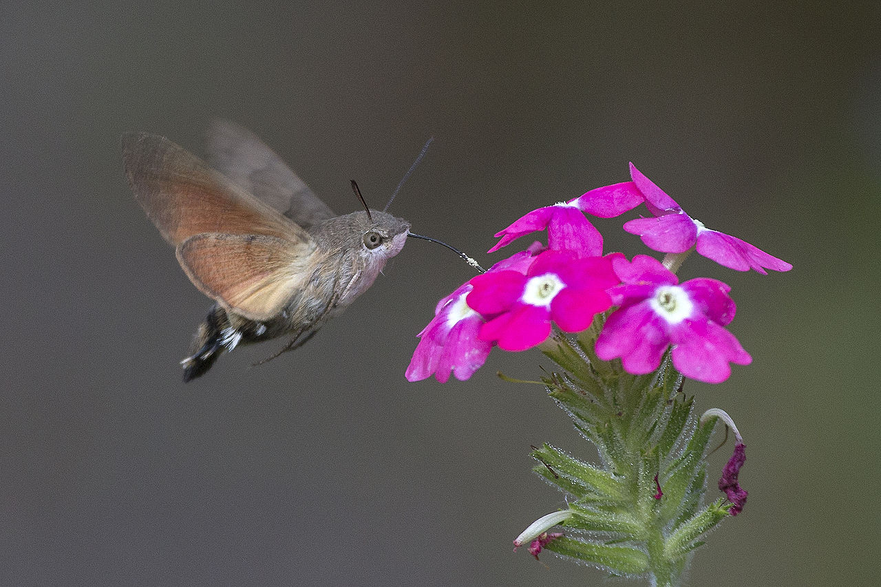 Macroglossum_stellatarum.jpg