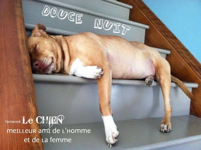 le chien meilleur  ami de l'homme.jpg