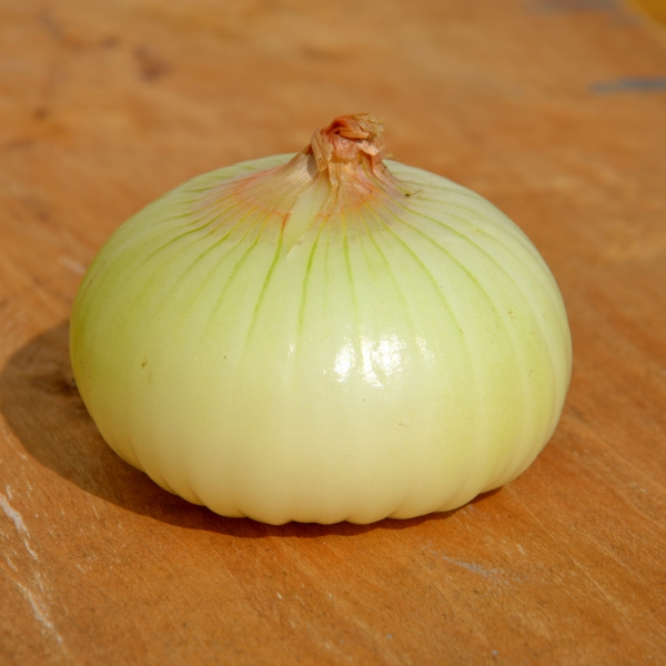 oignon blanc.jpg