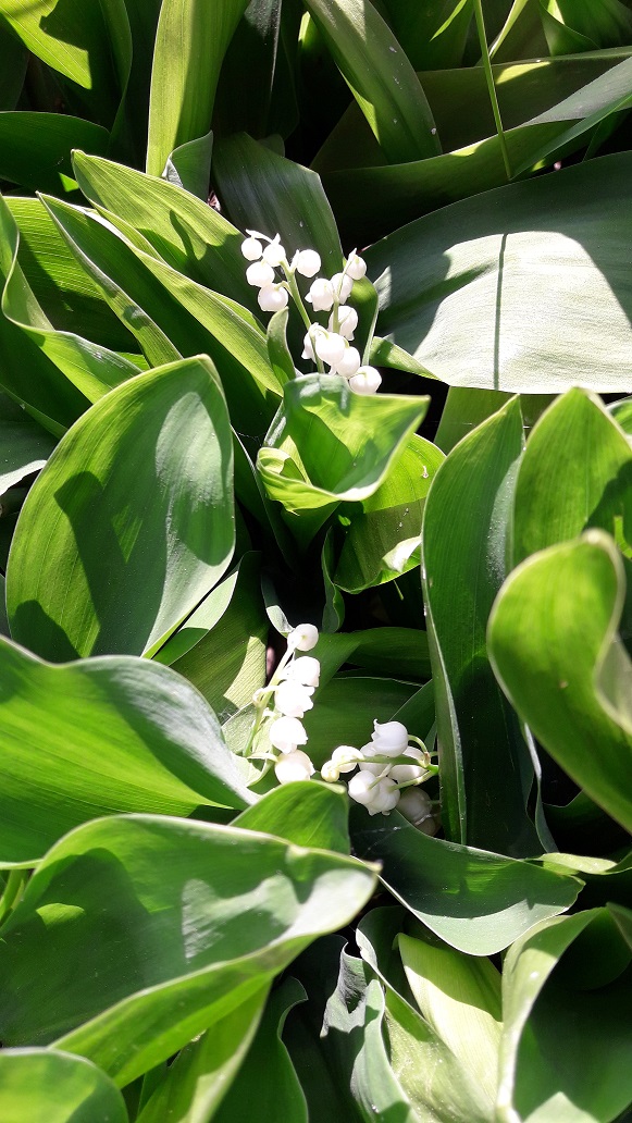 muguet.jpg