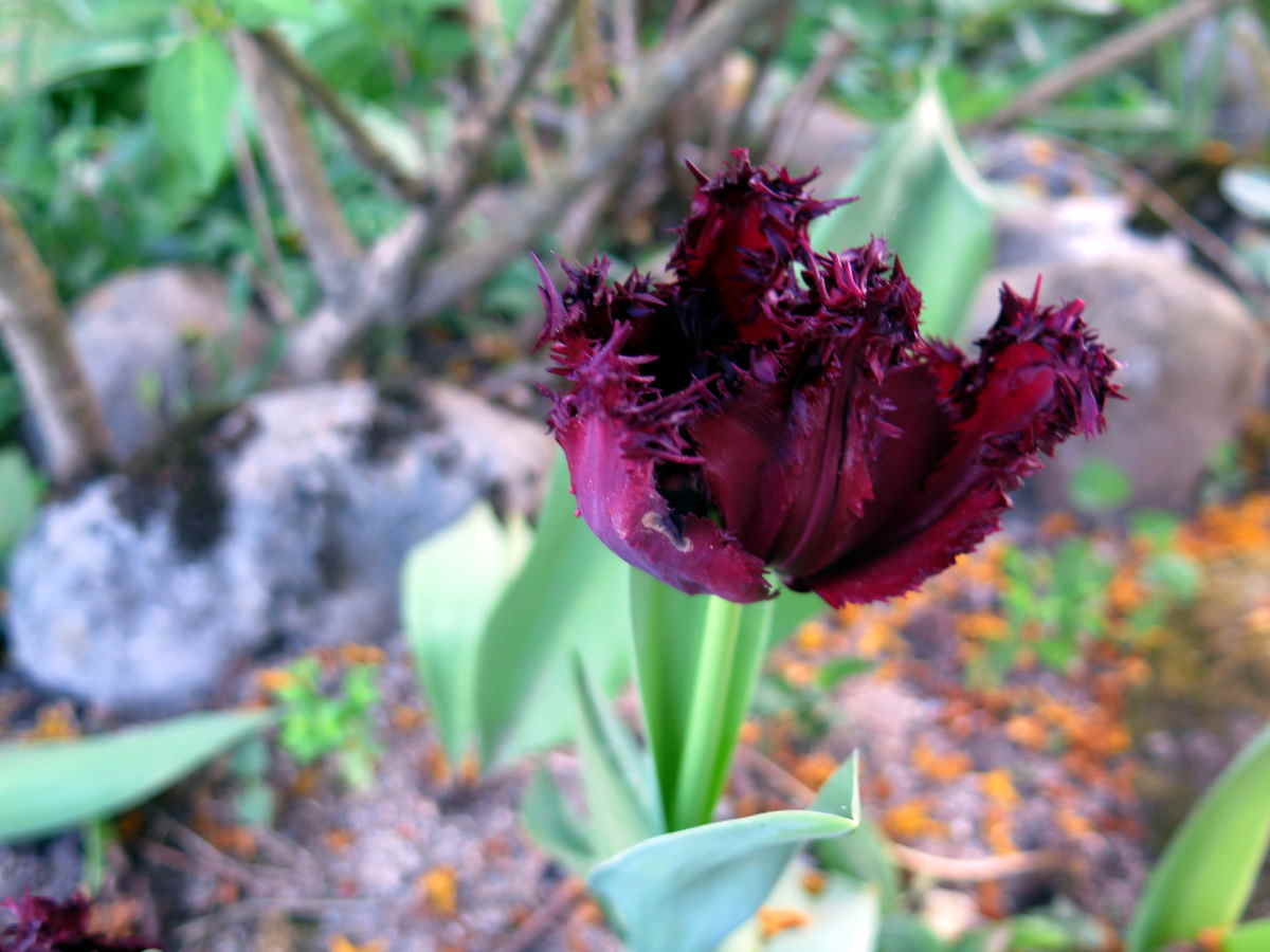 tulipes02.jpg