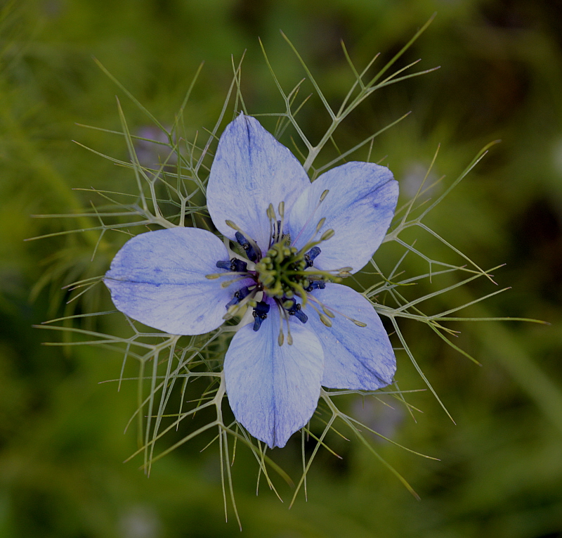 fleur bleue.jpg