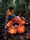 rafflesia.jpg