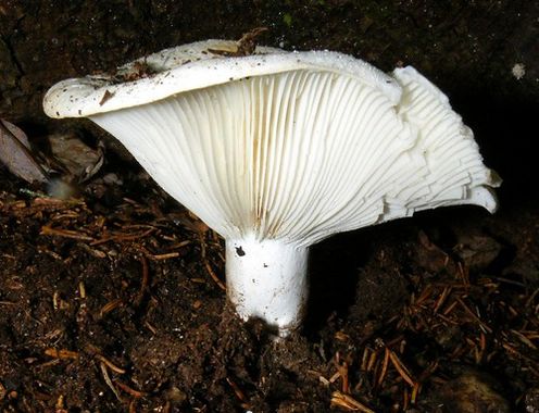 Russule à pied court.jpg