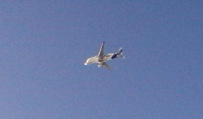 beluga.jpg