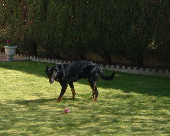 chien.JPG