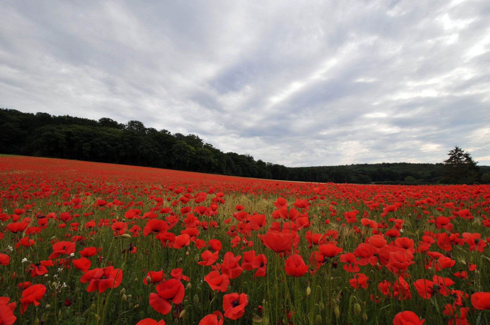 coquelicots.jpg