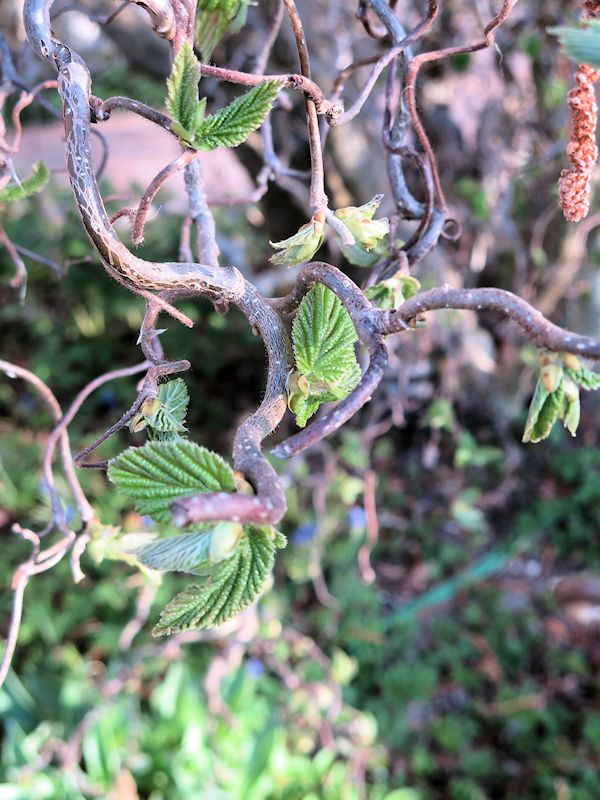 Corylus avellana contorta