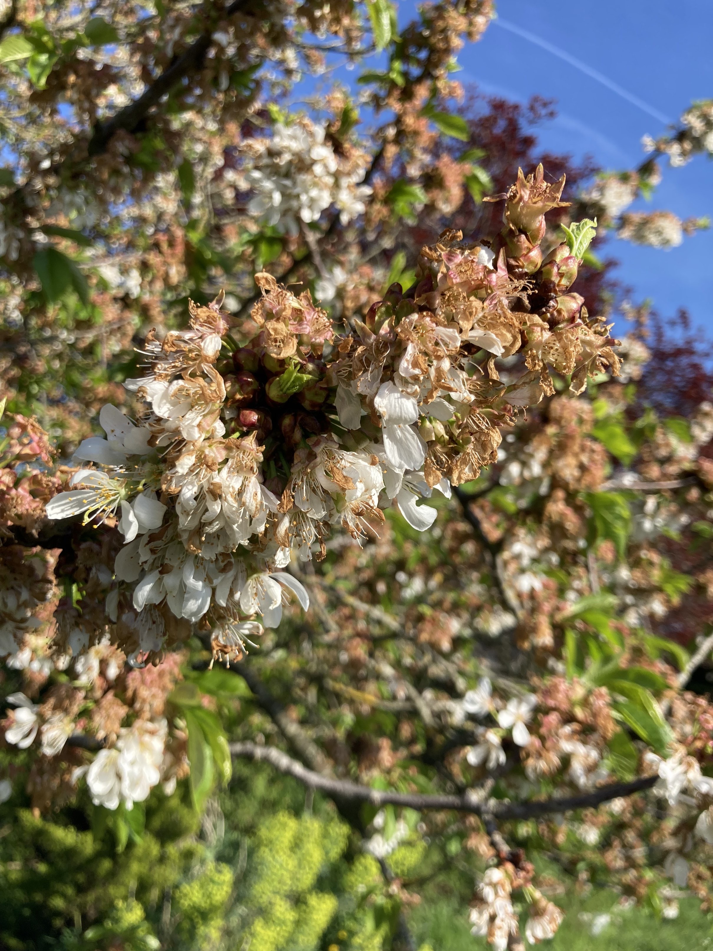 Cerises or not cerises