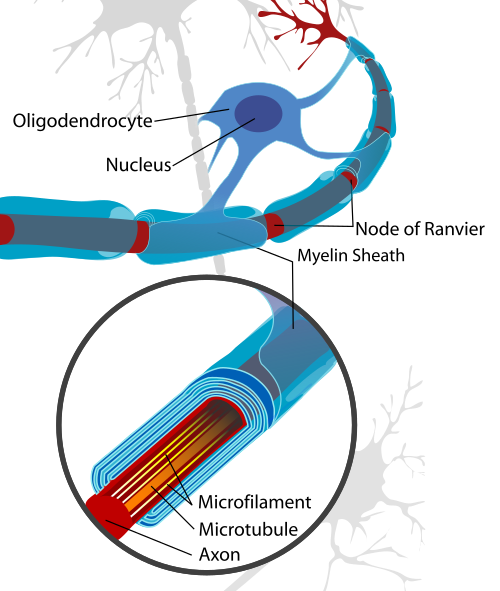 oligodendrocyte.png