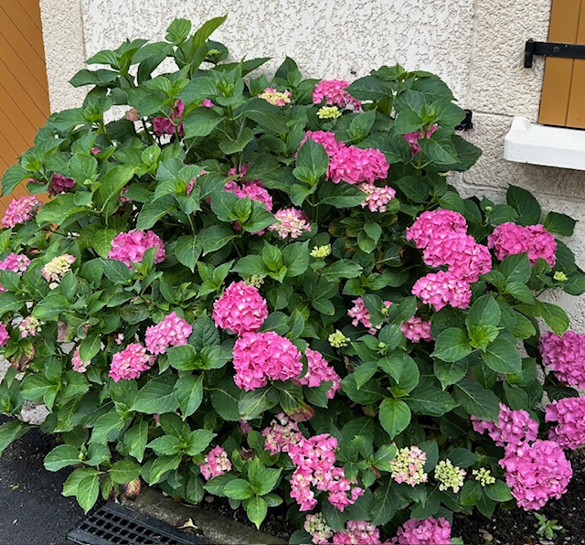 IMG_0291.jpeg