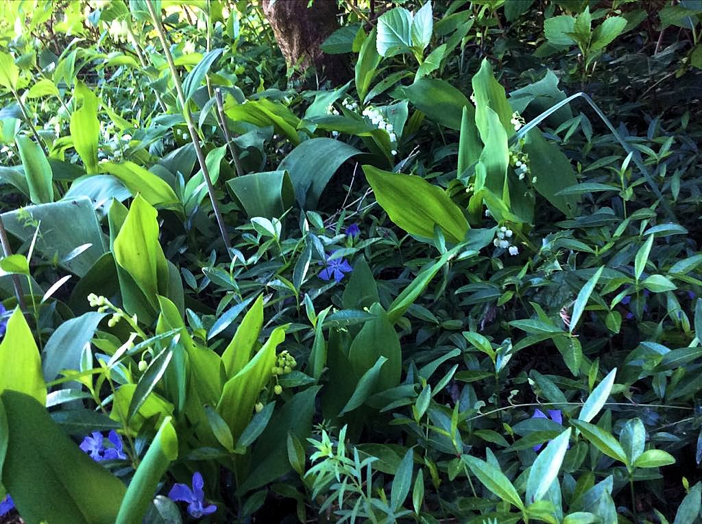 Muguet.jpg